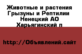 Животные и растения Грызуны и Рептилии. Ненецкий АО,Харьягинский п.